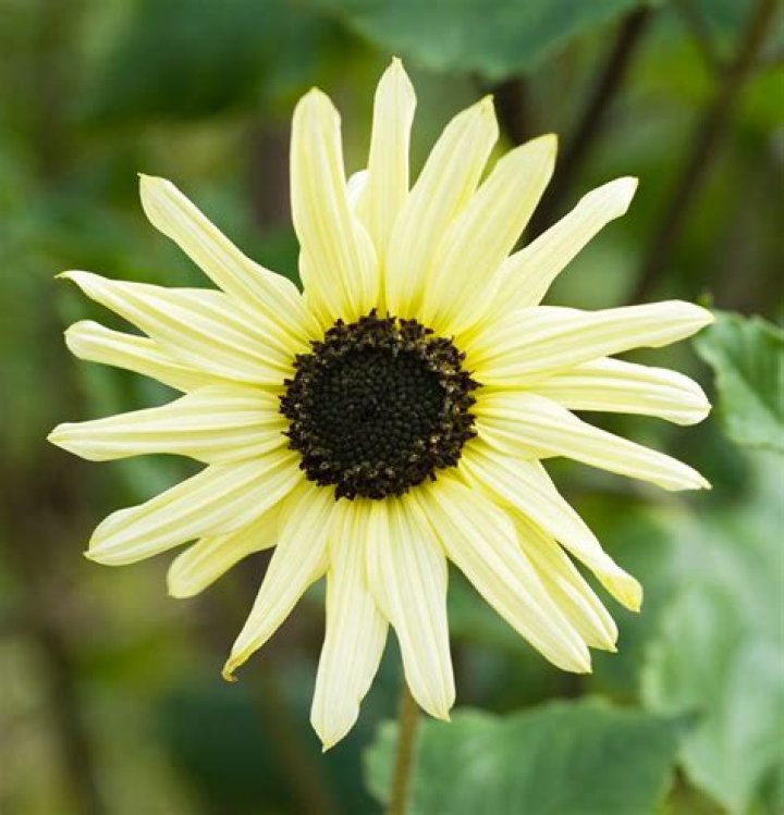15 Different Types of Sunflowers