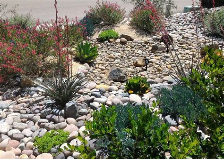 A beginner's guide to rock-garden plants