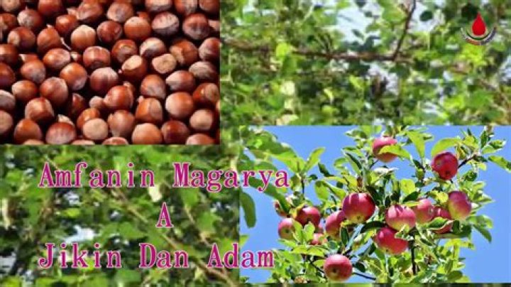 Amfani da magunguna 5 na gwanda ga lafiyar jikin dan Adam