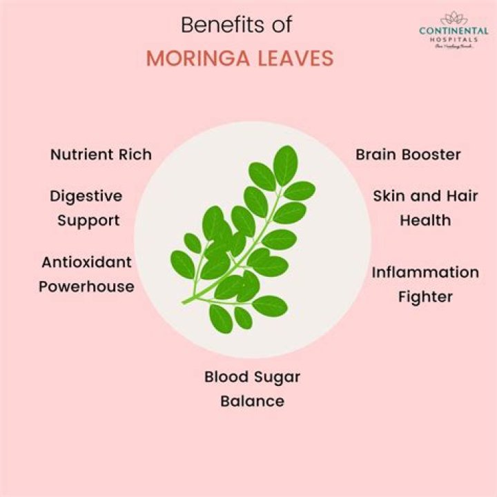 Moringa Tea Health Benefits | Usages, Dosages