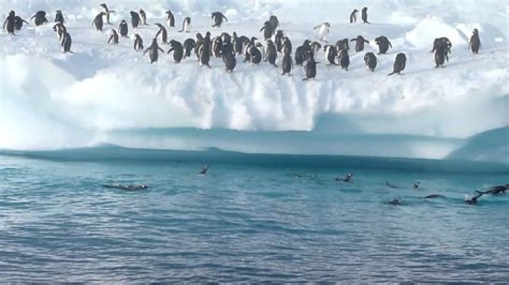 Penguins can’t fly, but they can jump