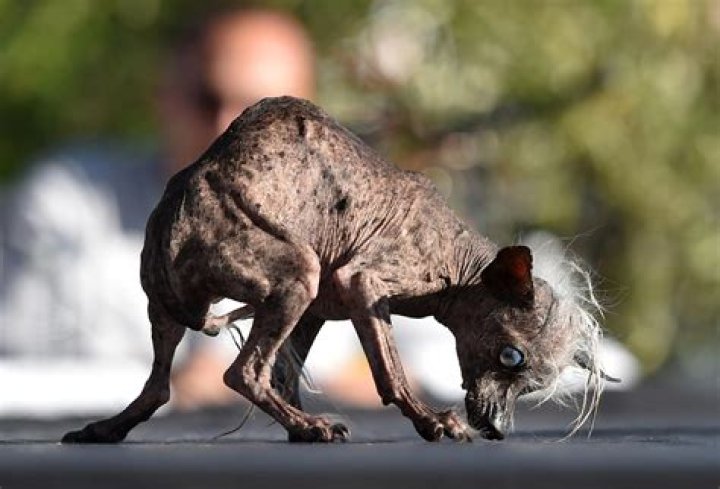 Ugliest Dogs in the World